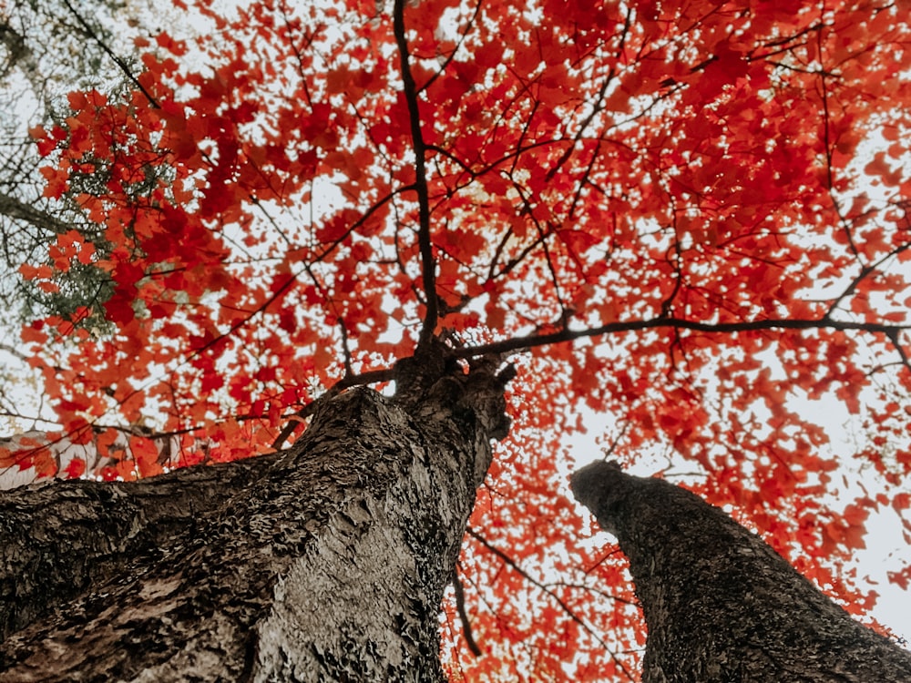 two tall trees with red leaves on them