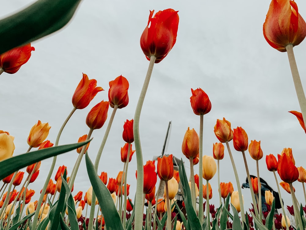 a field of red and yellow tulips under a cloudy sky