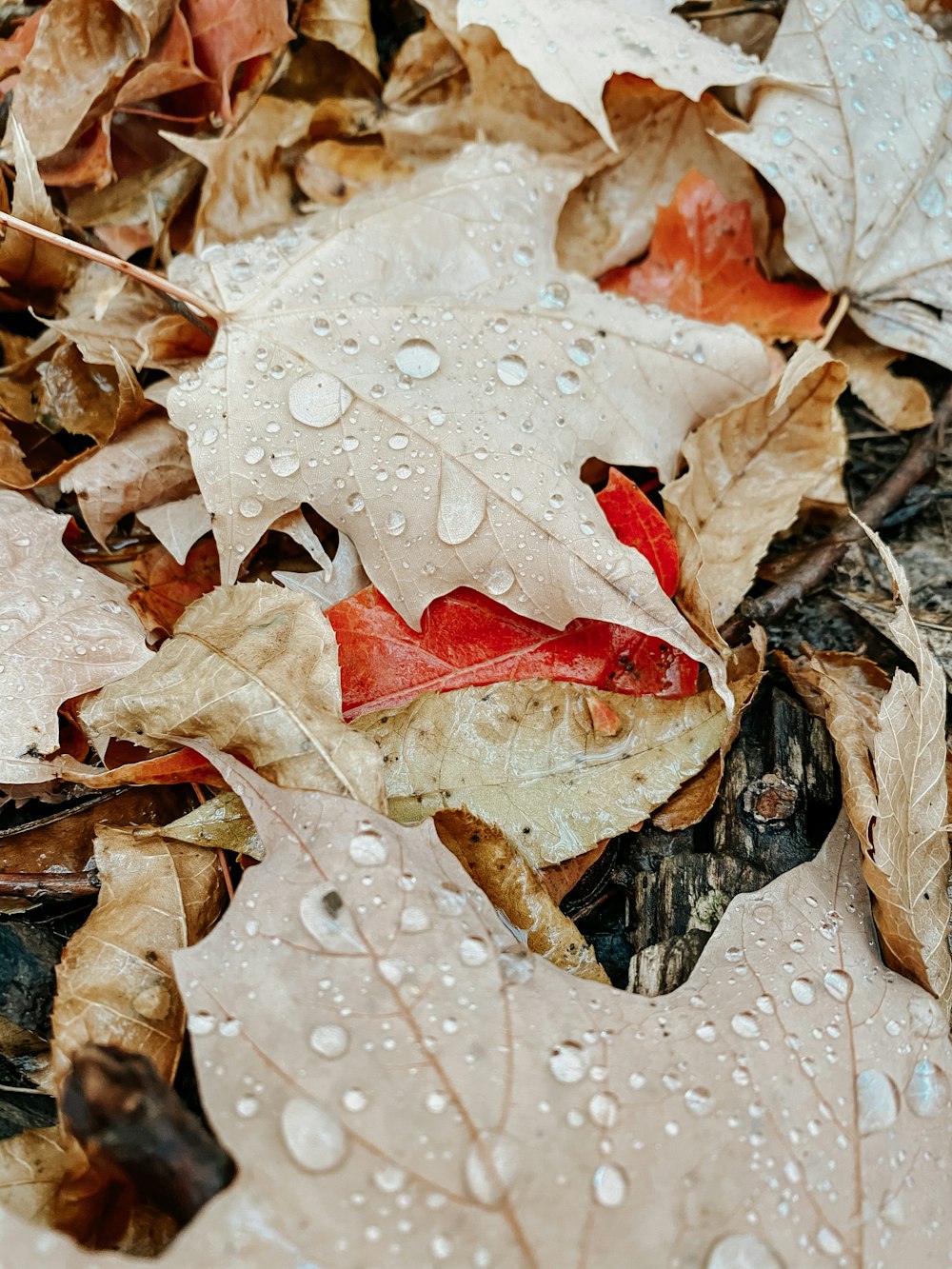 un bouquet de feuilles qui reposent sur le sol