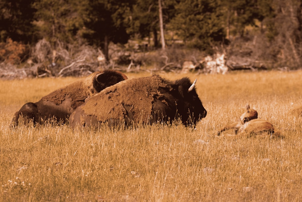 a bison laying down in a field of tall grass