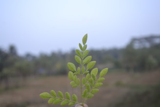 a person holding a plant in their hand