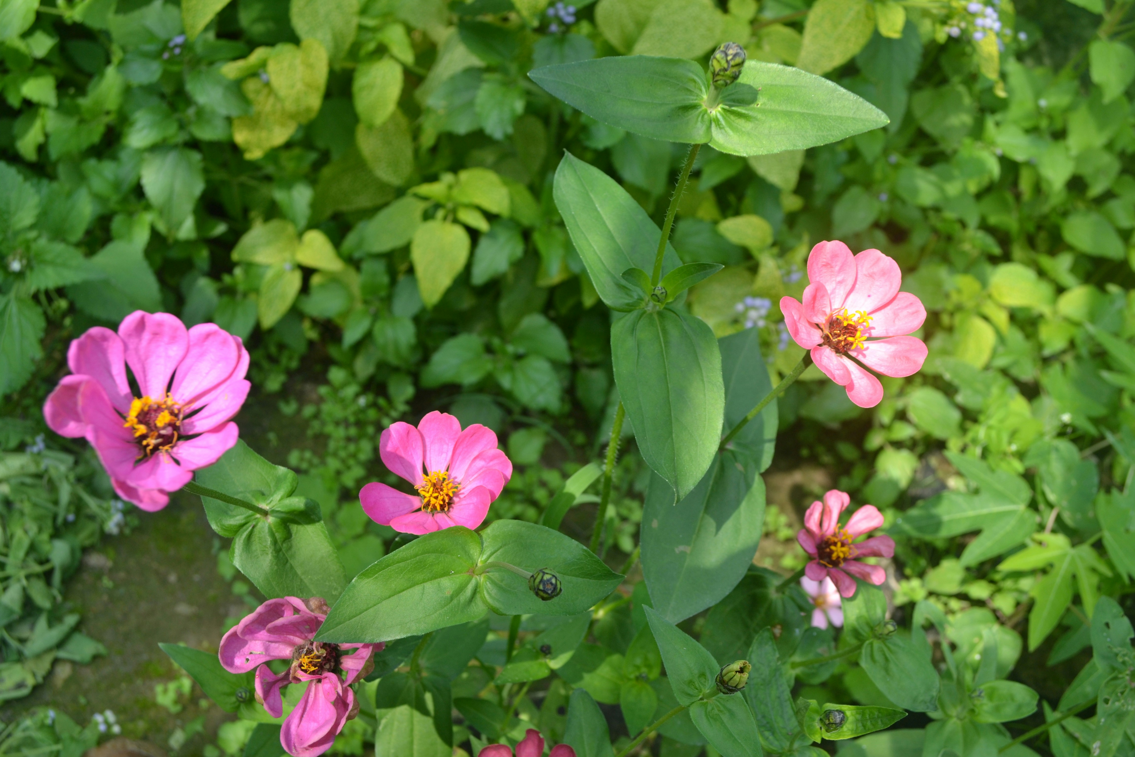 Photo by haradhandas