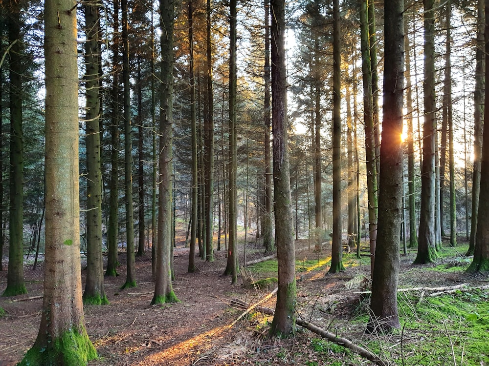 the sun is shining through the trees in the forest