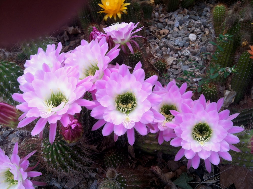 a group of pink flowers sitting on top of a lush green plant