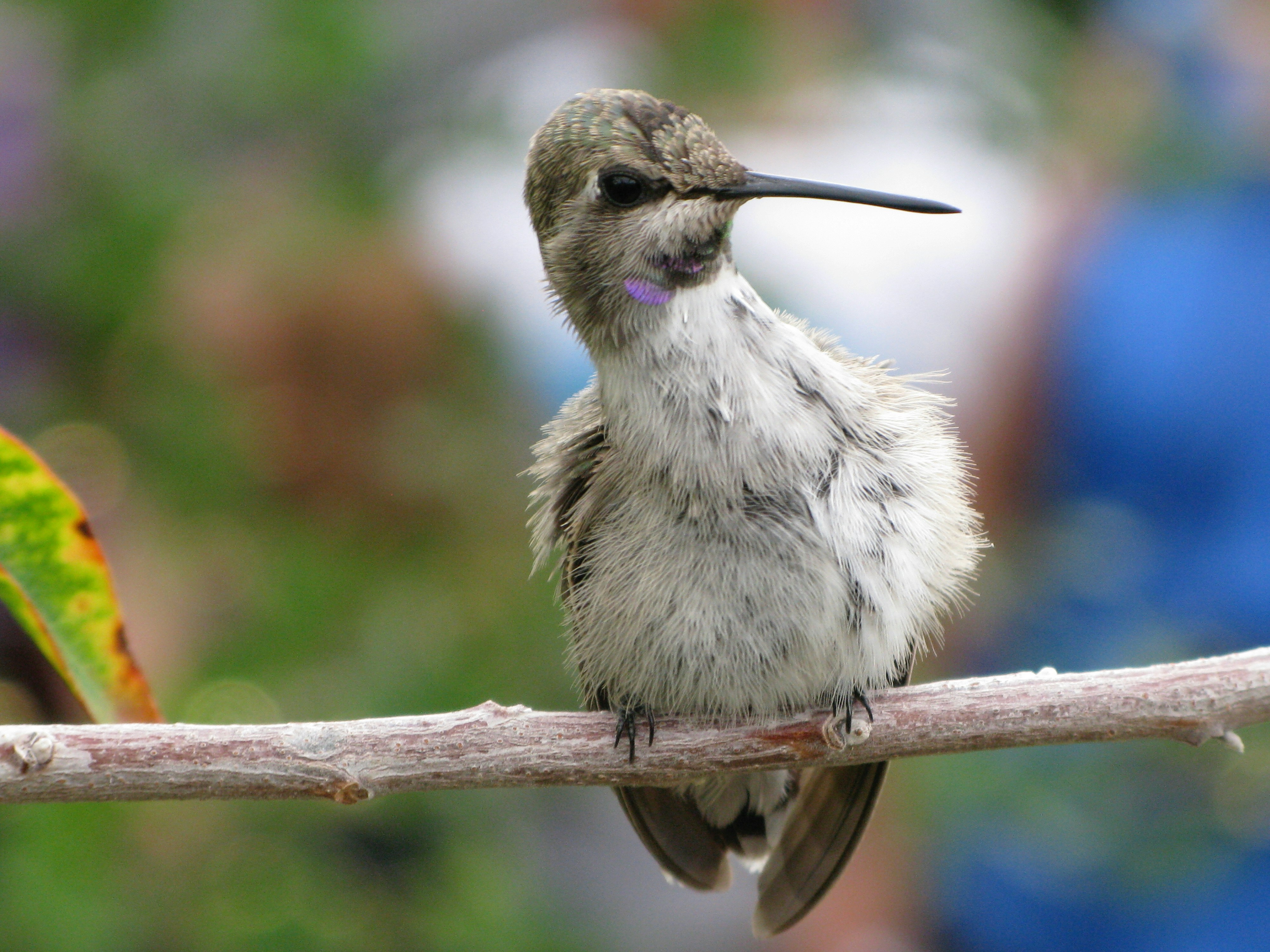 Un pequeño pájaro sentado en la rama de un árbol