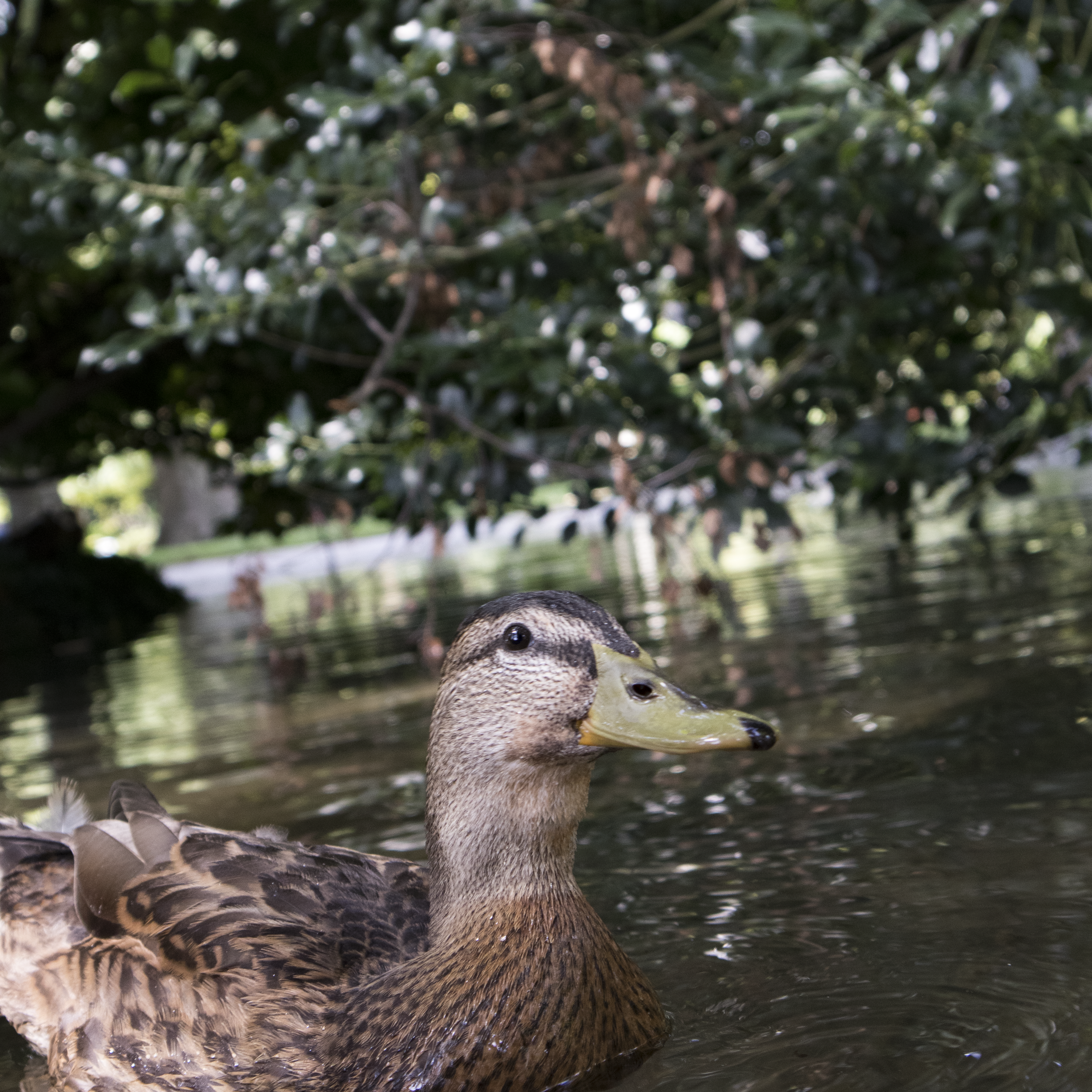 Eine Ente, die auf einem Gewässer schwimmt