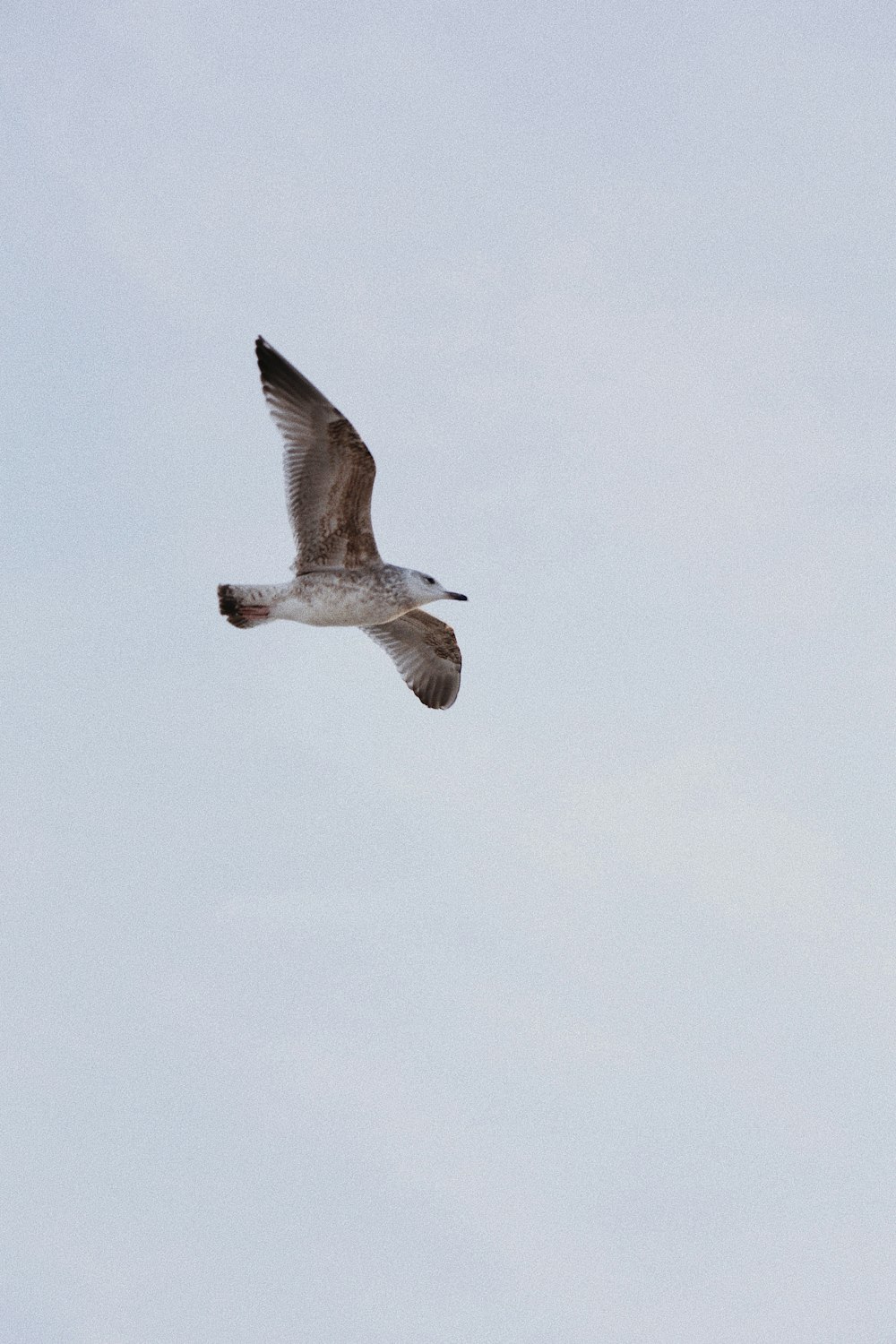 a seagull flying in the sky on a clear day