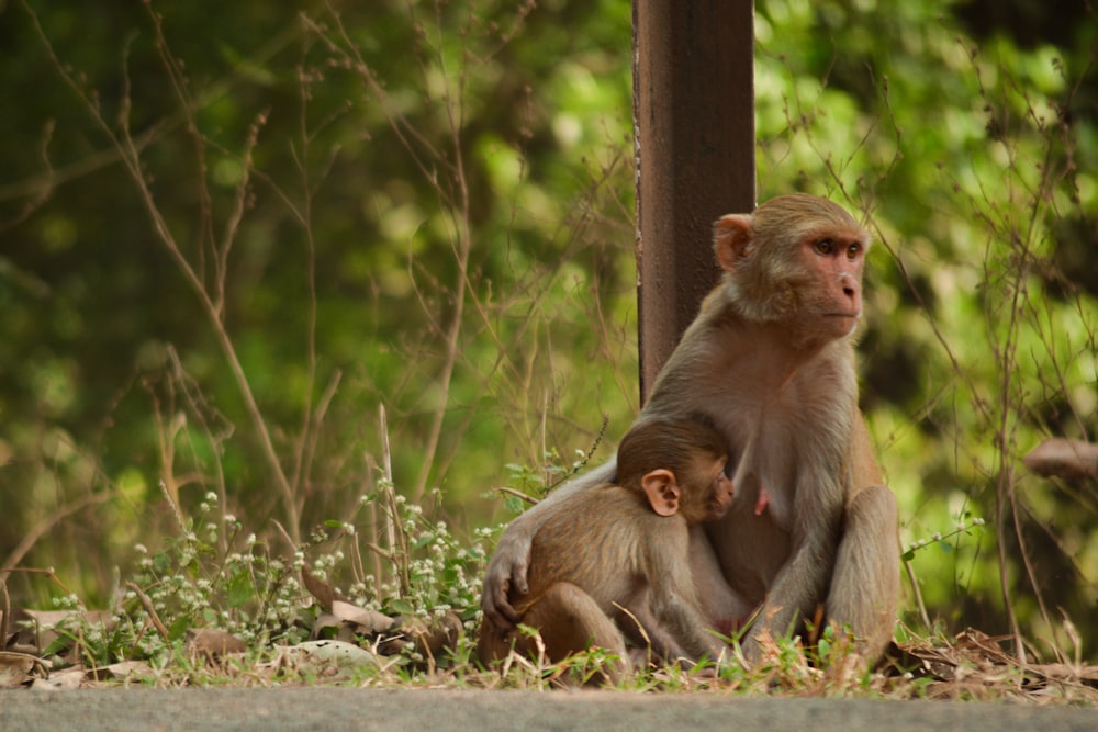 a mother and baby monkey sitting on the ground