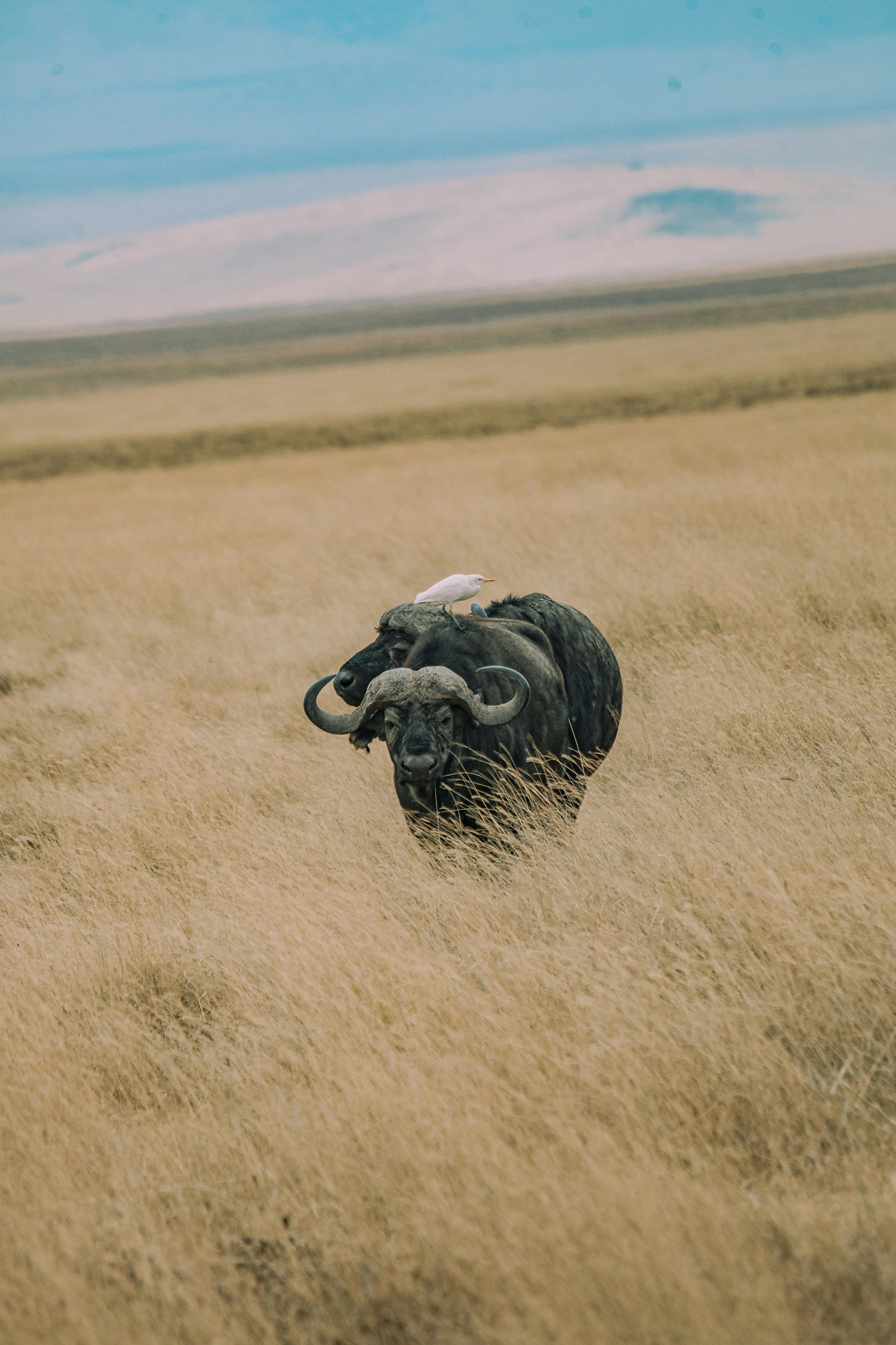 Photo by abdwambelele