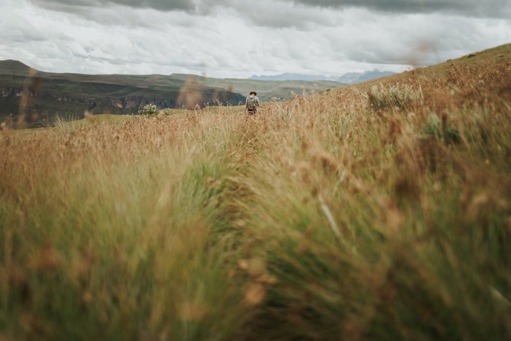 a person walking through a field of tall grass