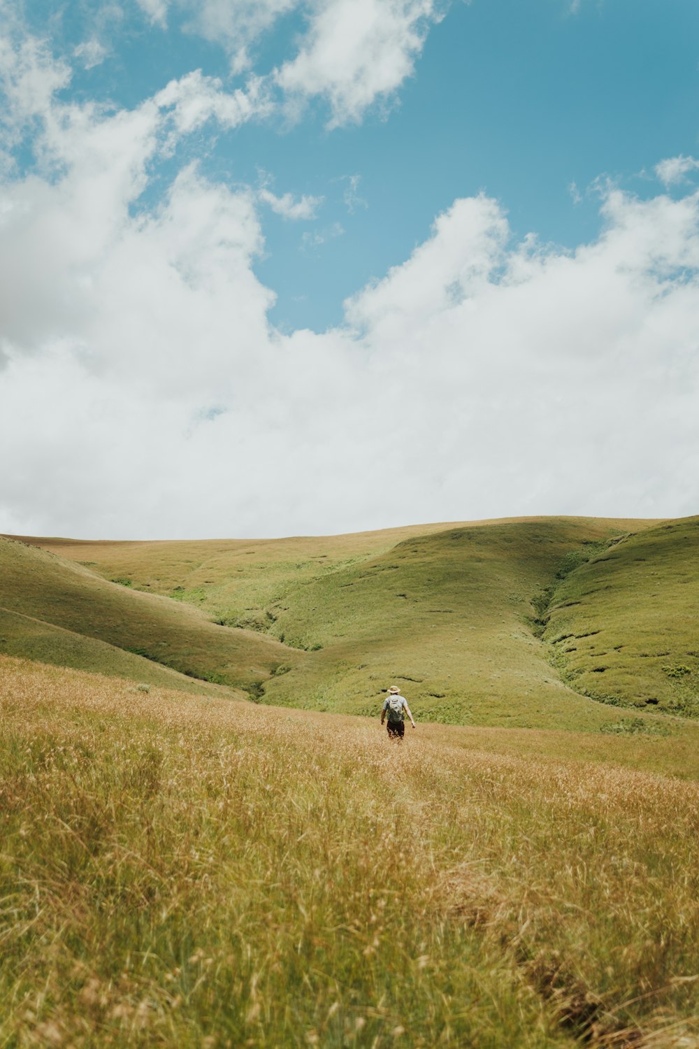 a couple of sheep walking across a lush green field