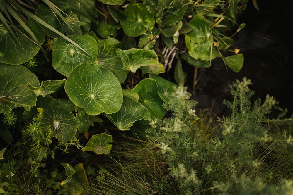 a close up of a bunch of green plants