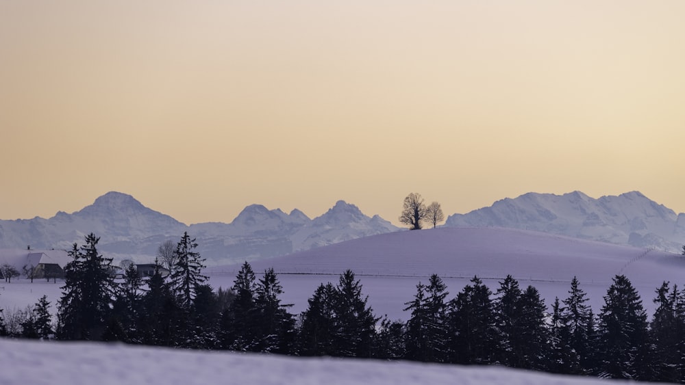 a snow covered hill with trees and mountains in the background