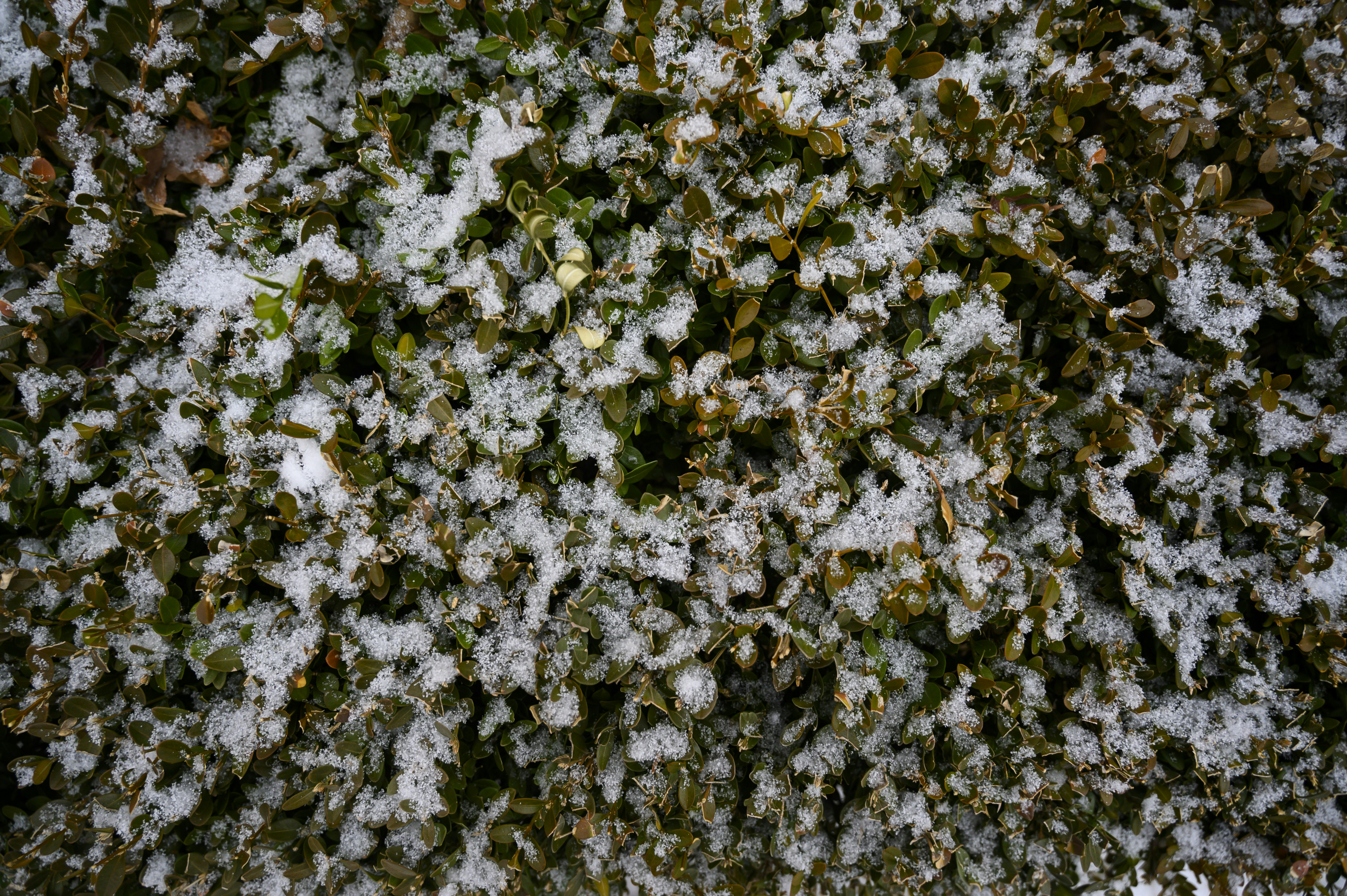 Un primer plano de nieve en un árbol