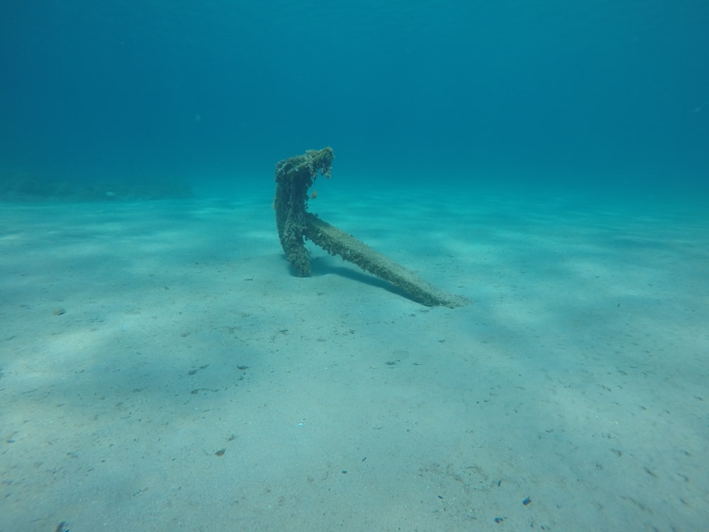 a piece of wood that is laying in the water