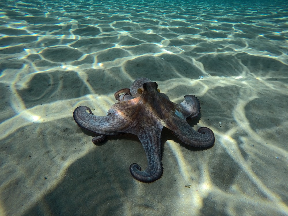 um polvo está deitado na areia do oceano