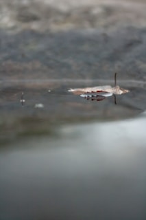 Delicate leaves floating on still water, capturing a moment of silent reflection.