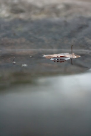 Delicate leaves floating on still water, capturing a moment of silent reflection.