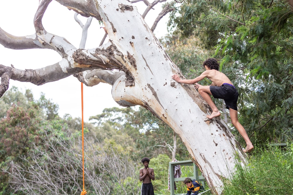 a young boy climbing up a tree in a park