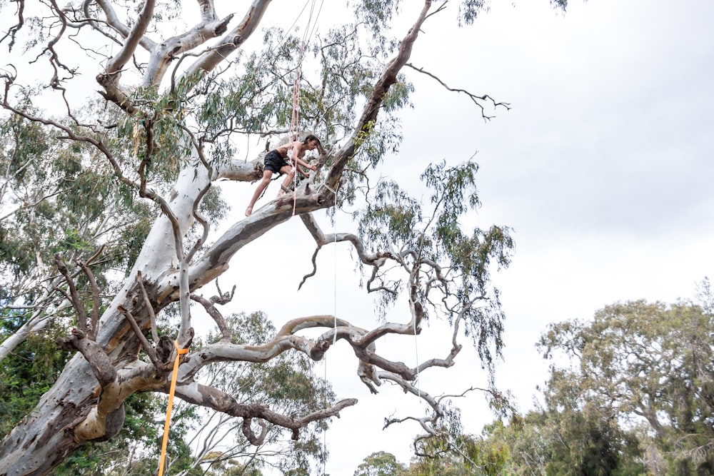 a man hanging from a tree with a rope