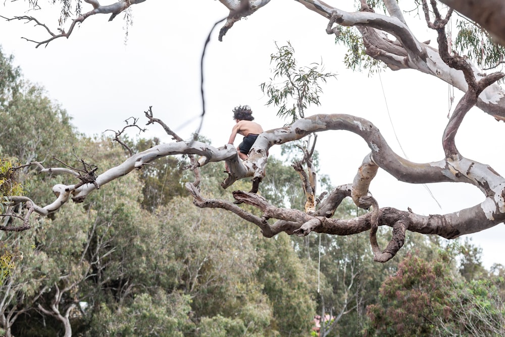 a boy is sitting on a tree branch