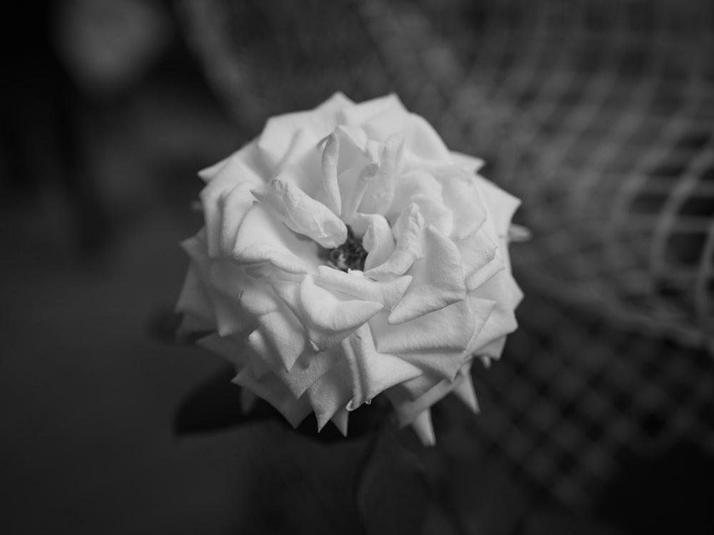 a black and white photo of a white rose