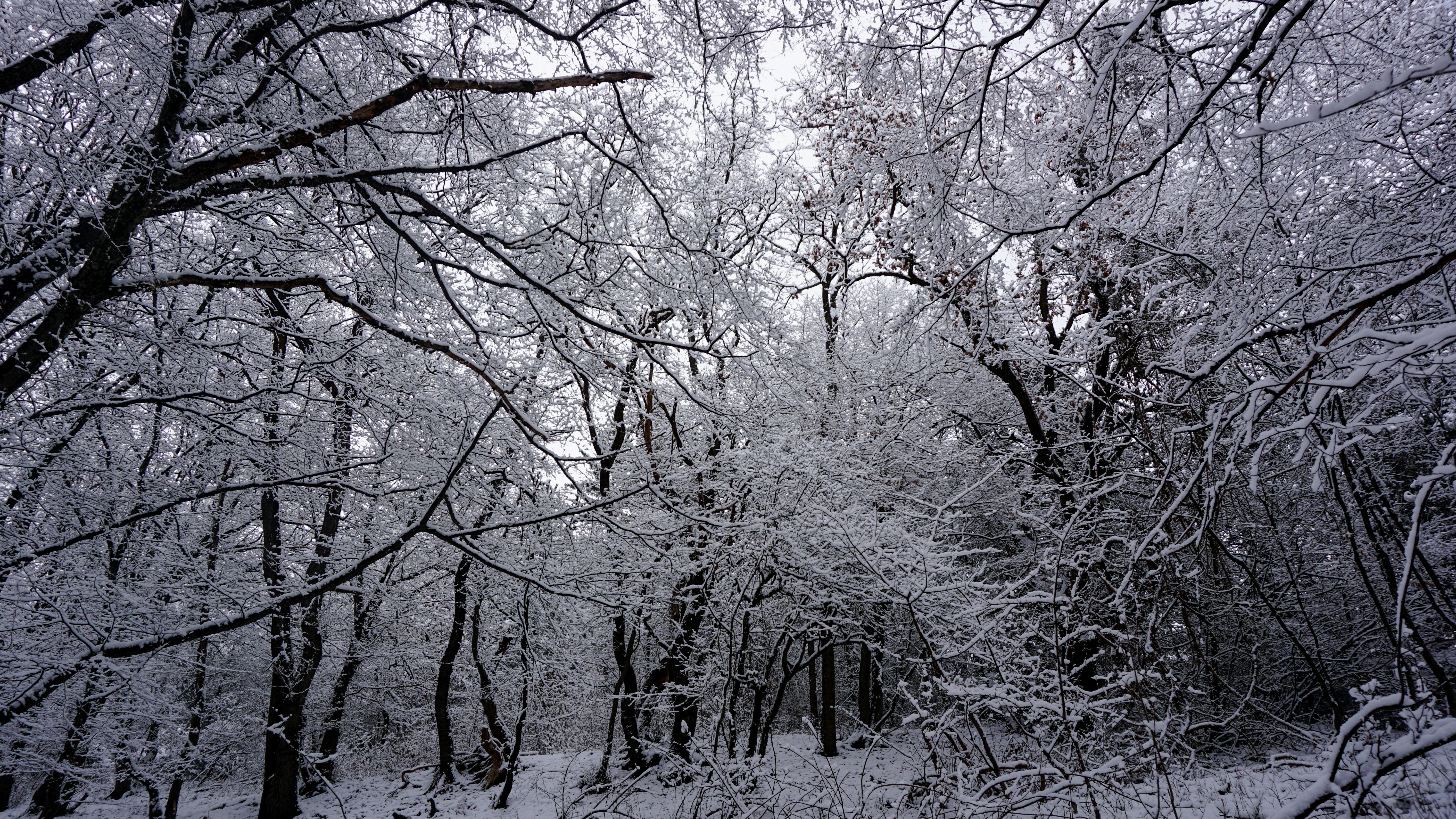 a forest filled with lots of trees covered in snow, 