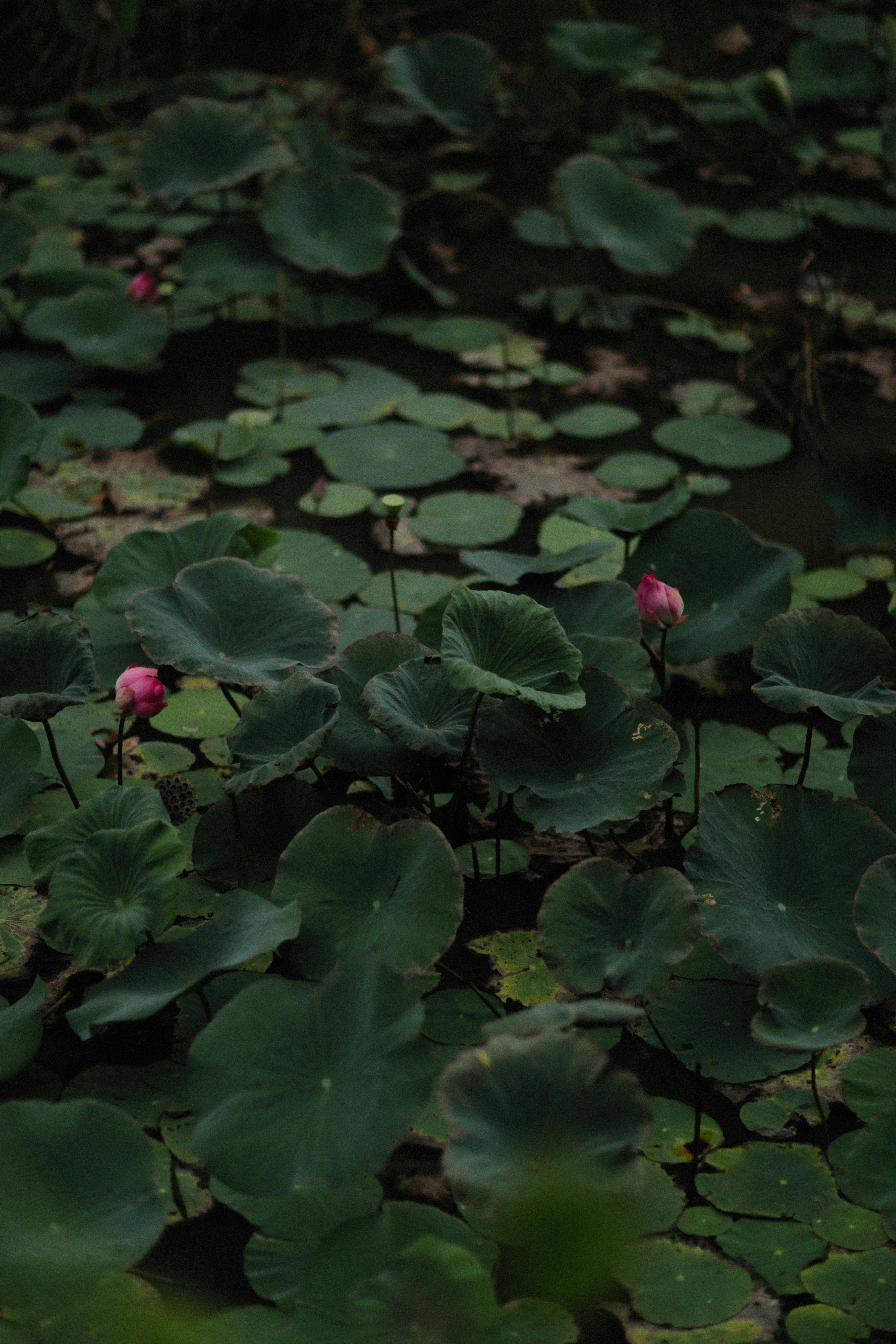 Photo by alexeydemidov