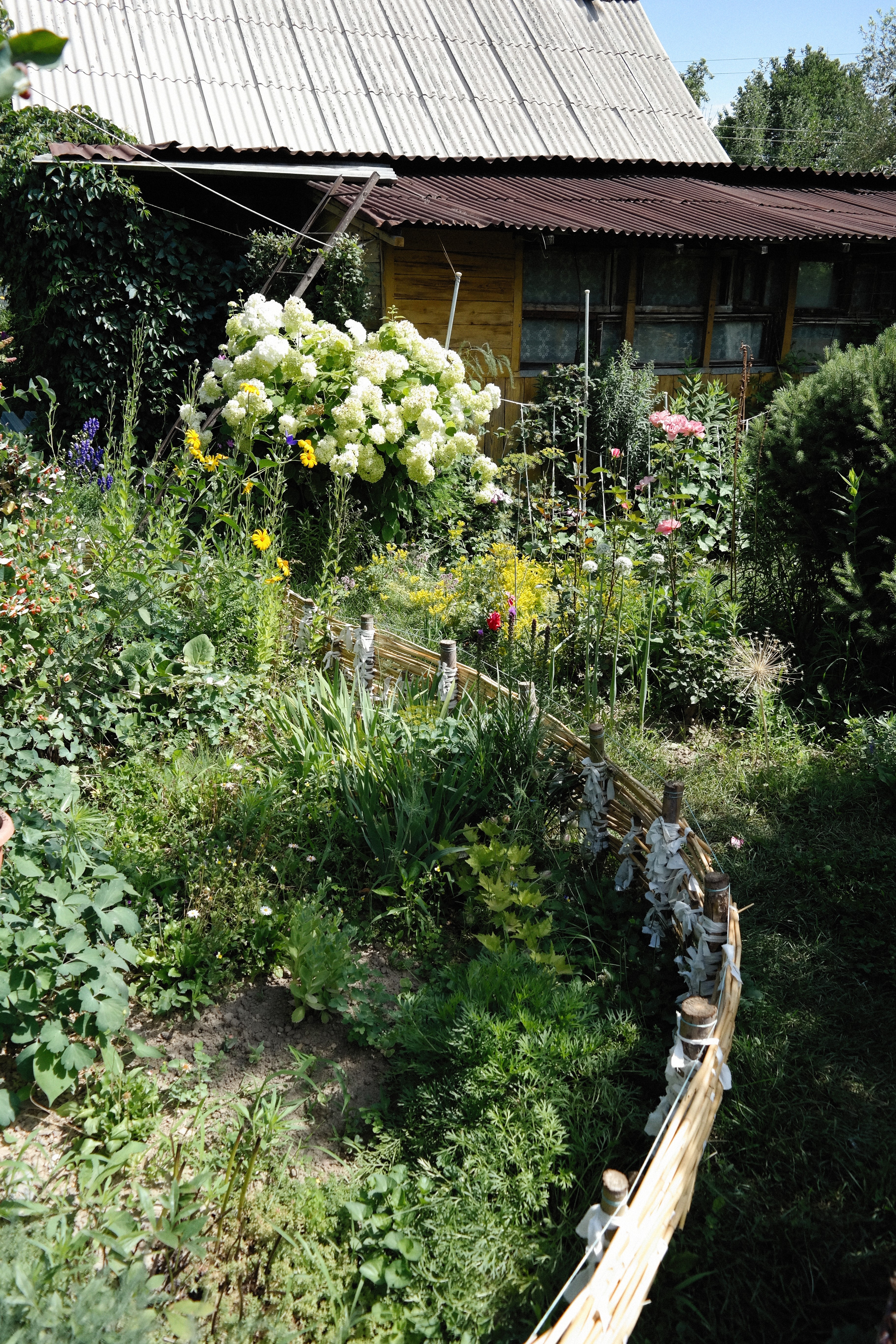 a garden with a wooden fence and a house in the background