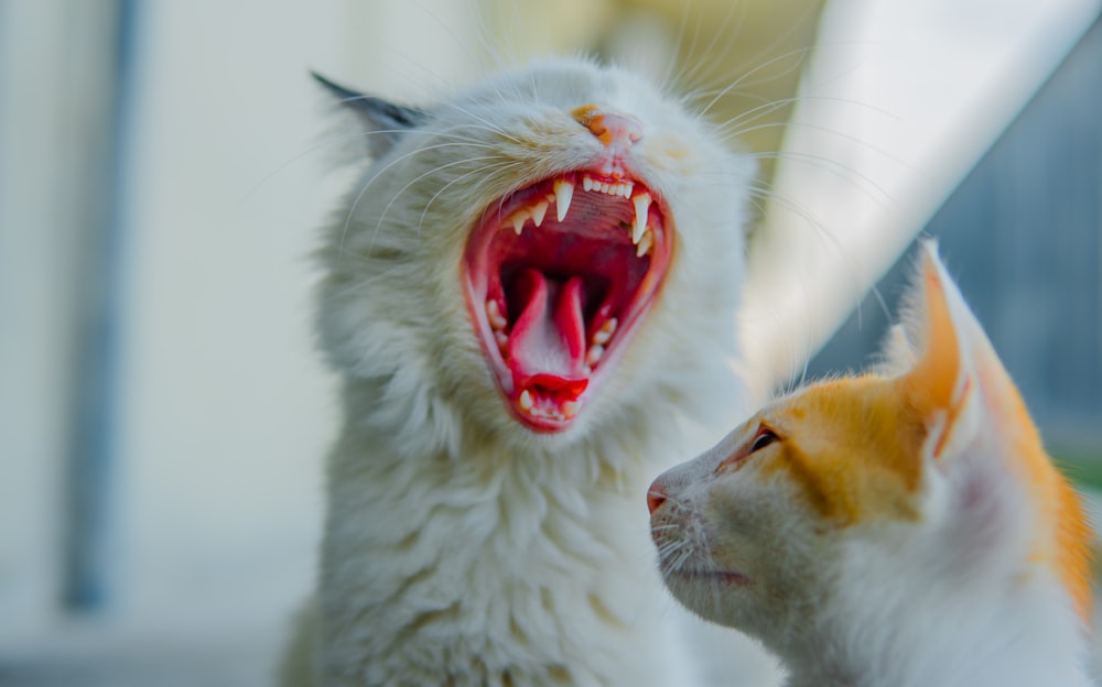 a cat with its mouth open and another cat with its mouth open