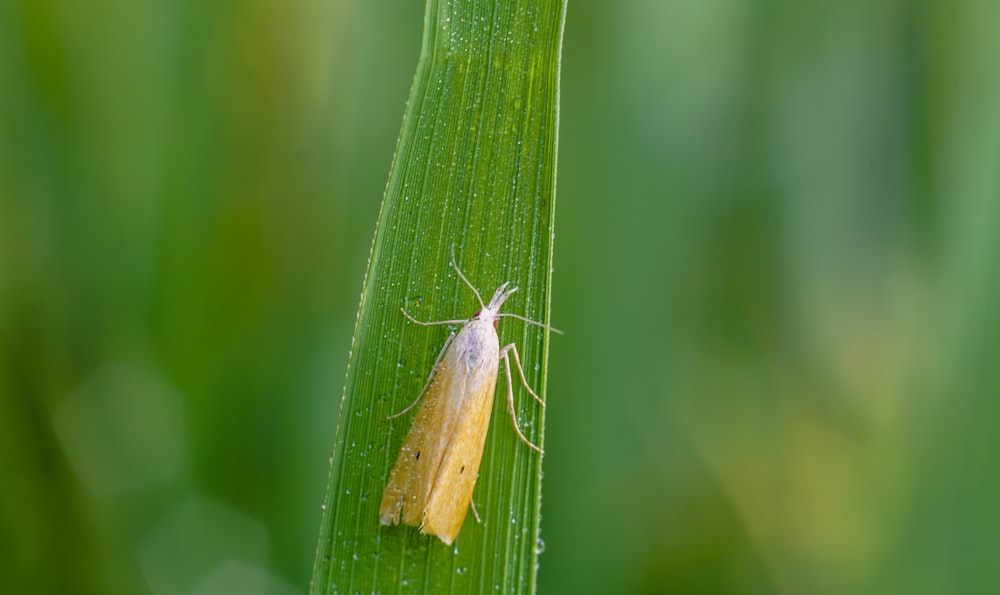a yellow bug sitting on top of a green leaf
