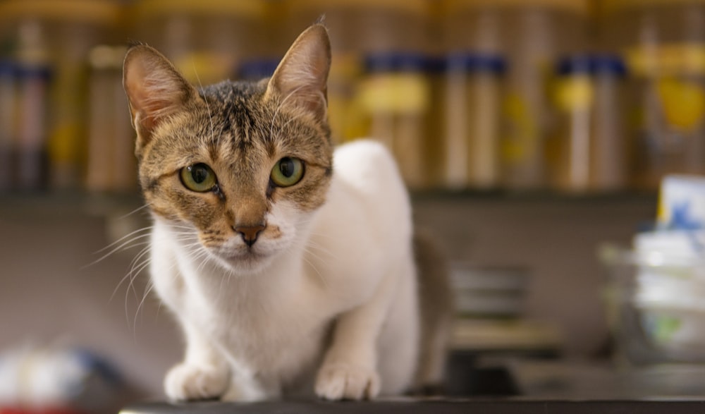 a cat standing on top of a table in a room