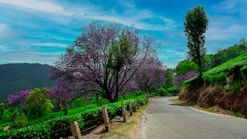 a paved road with trees and bushes on both sides