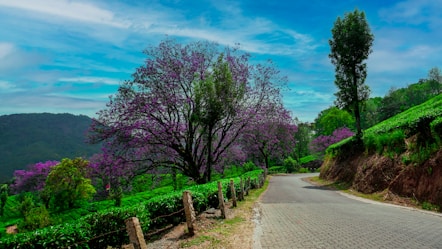 a paved road with trees and bushes on both sides