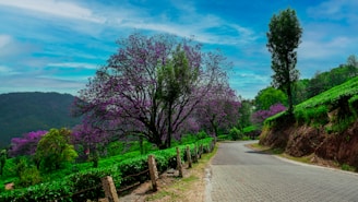 a paved road with trees and bushes on both sides