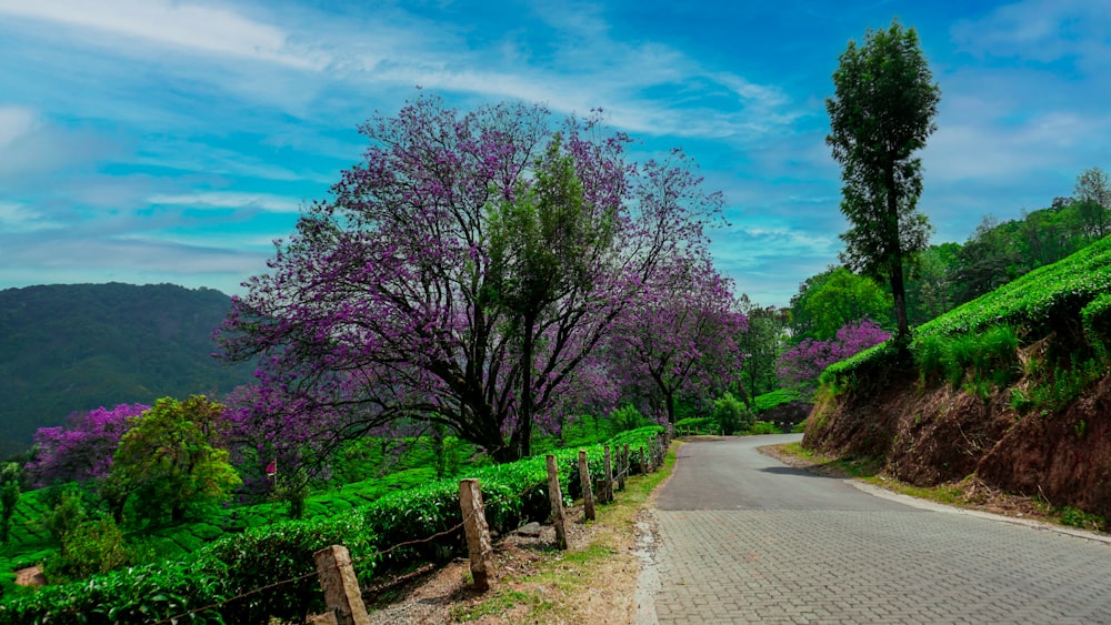 a paved road with trees and bushes on both sides