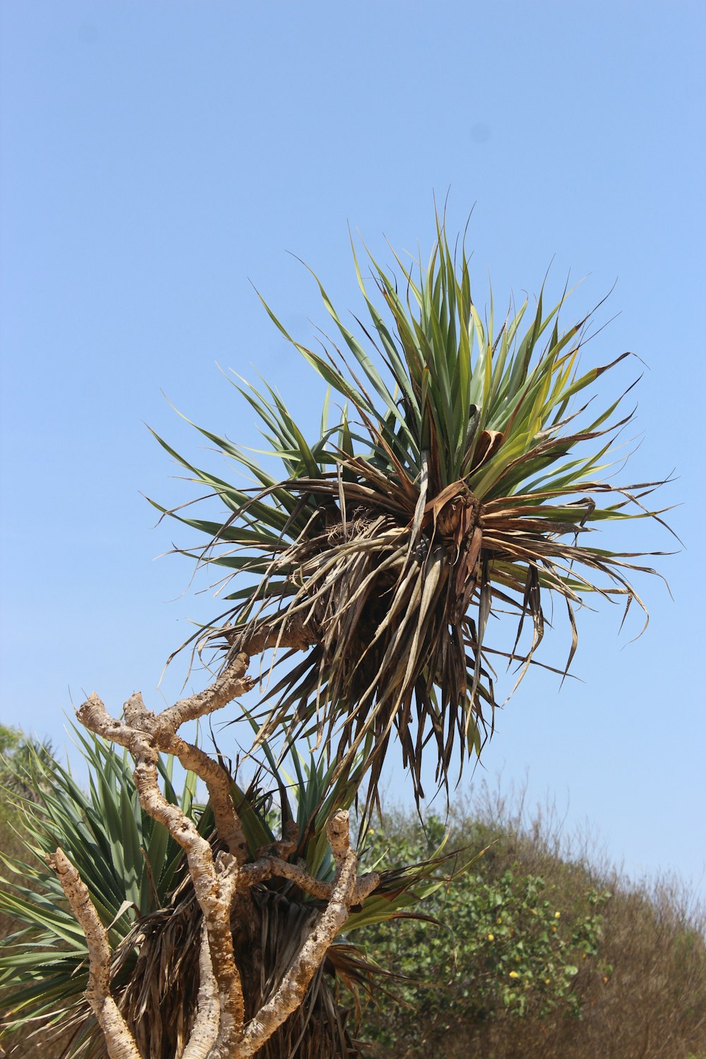 a large plant with very long leaves on a tree