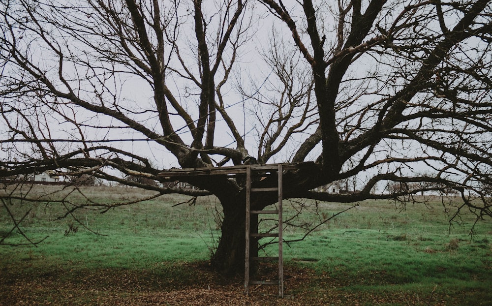 a tree with a ladder in the middle of it