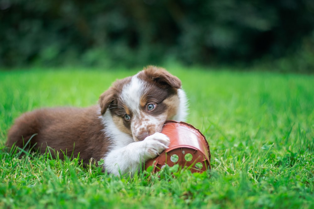 um filhote de cachorro mastigando um brinquedo na grama