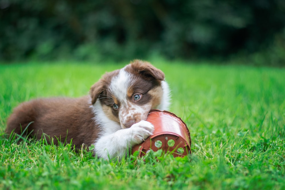 un chiot mâchant un jouet dans l’herbe