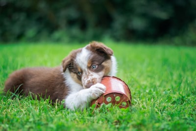 Puppy bite inhibition training