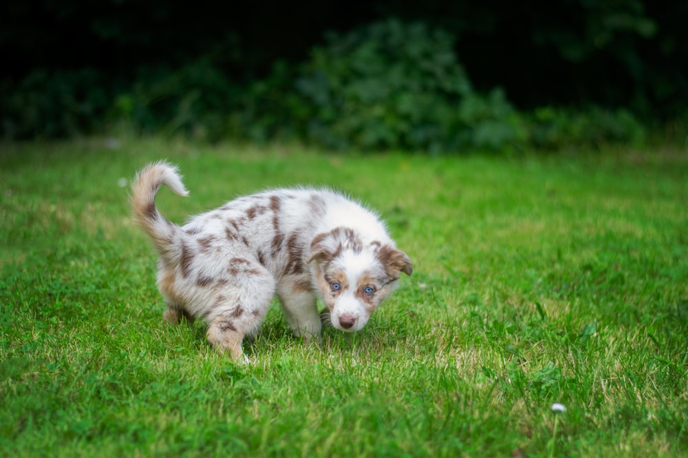 a brown and white dog walking across a lush green field