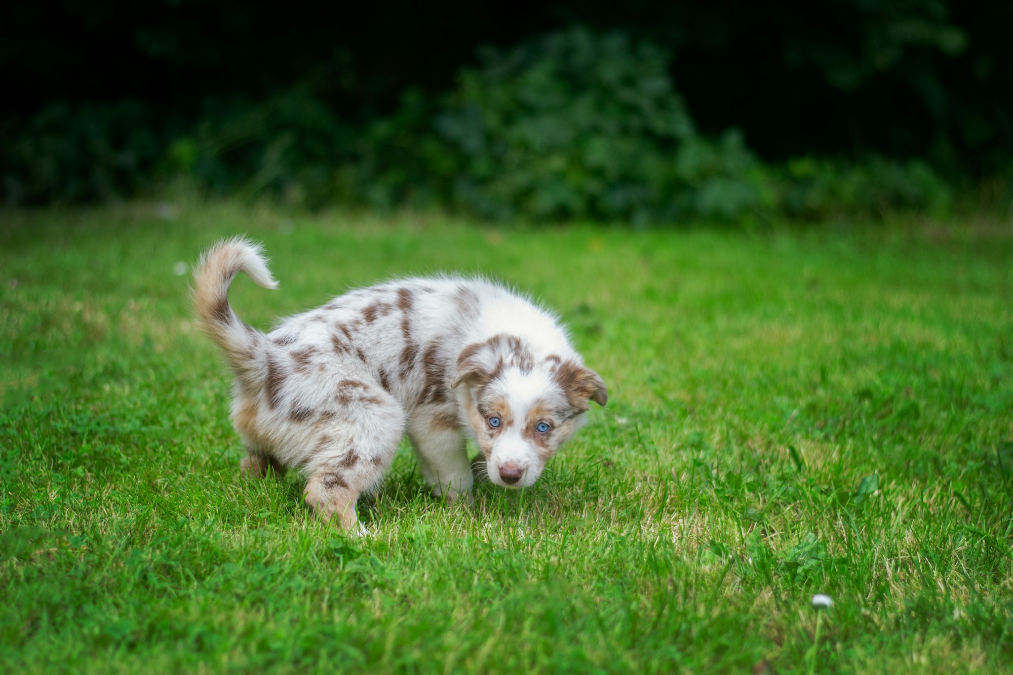 Puppy peeing a lot