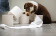 a puppy playing with toilet paper on the floor