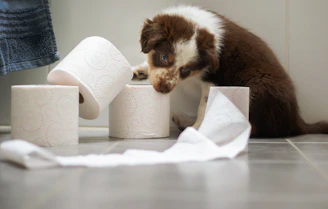a puppy playing with toilet paper on the floor