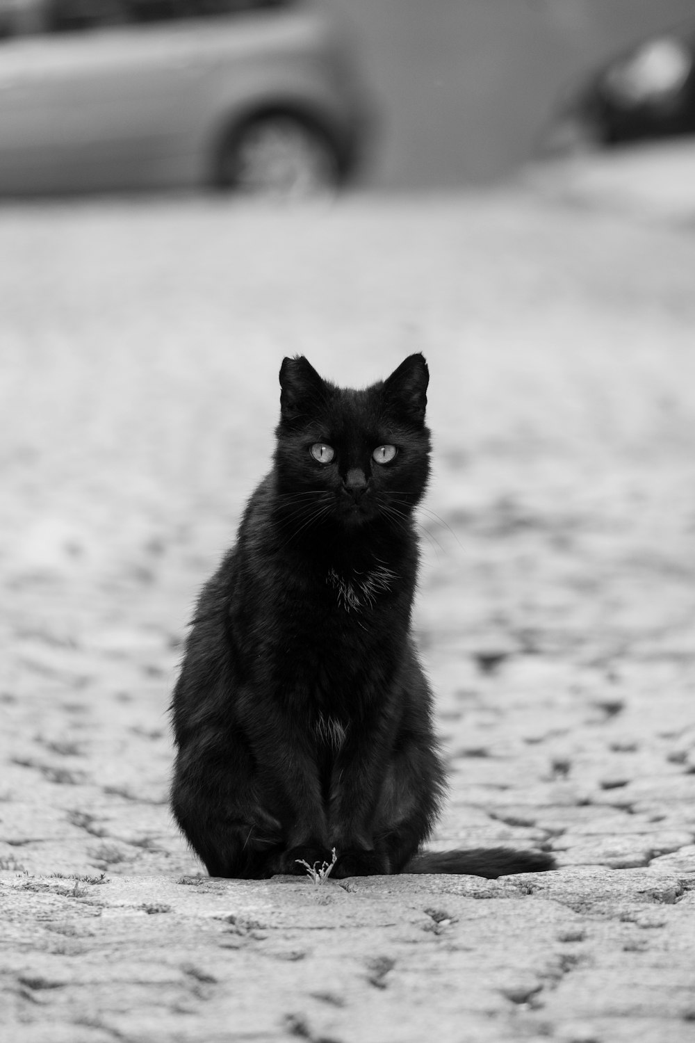 a black cat sitting on a cobblestone street