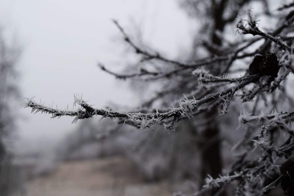 a branch of a tree covered in ice