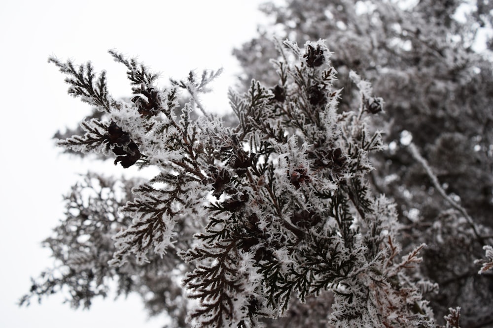 a close up of a tree with snow on it