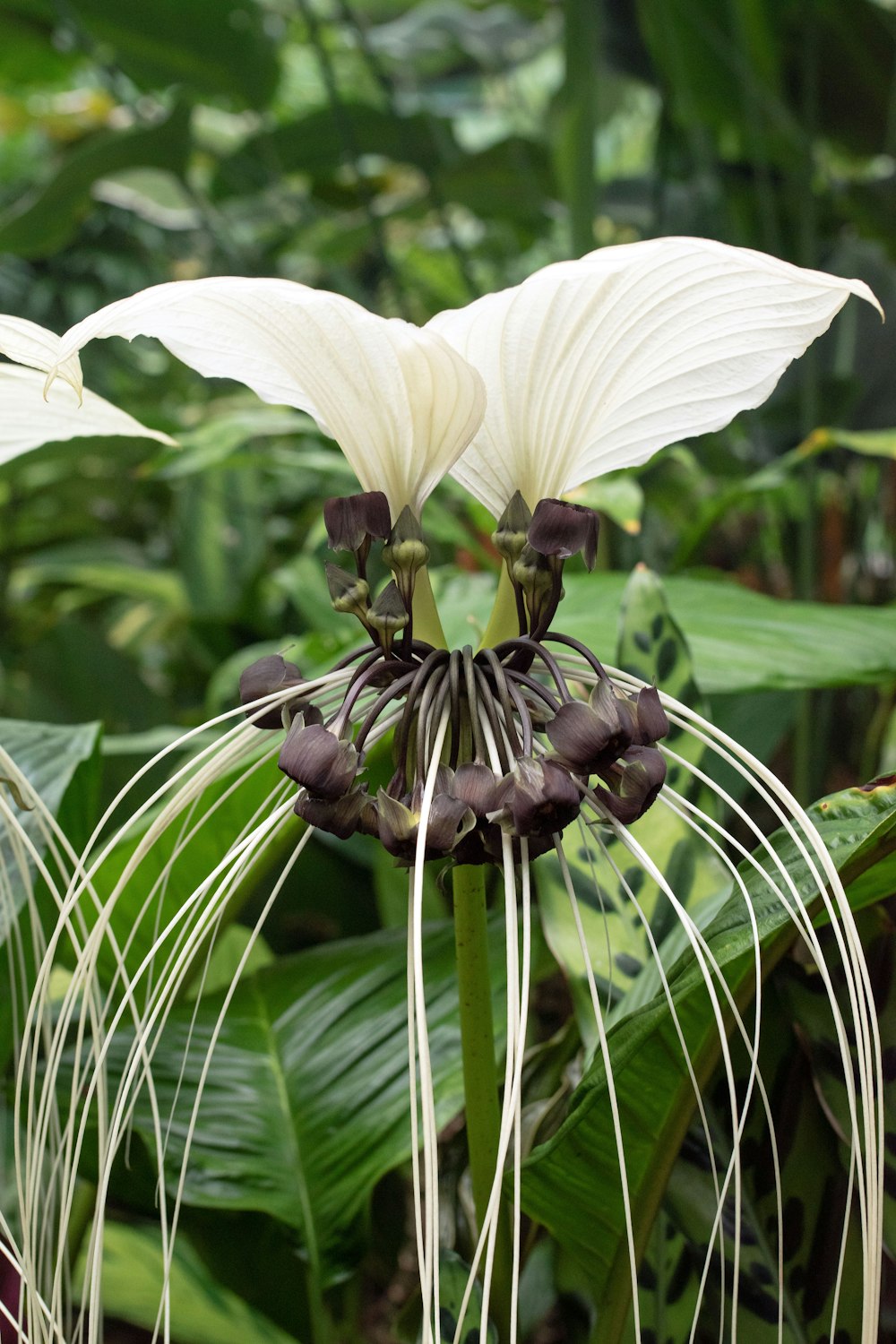 a white and black flower in a garden