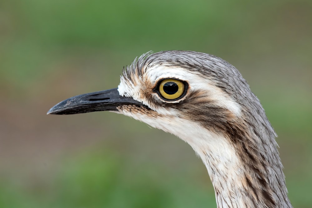 a close up of a bird with a blurry background